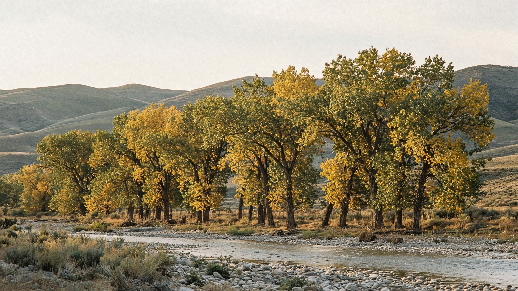 Plains cottonwoods along a Montana river at golden hour